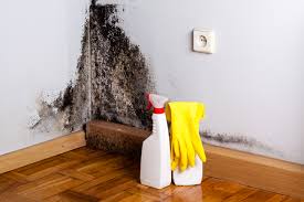 Best Black Mold Removal  in Stonewall, MS